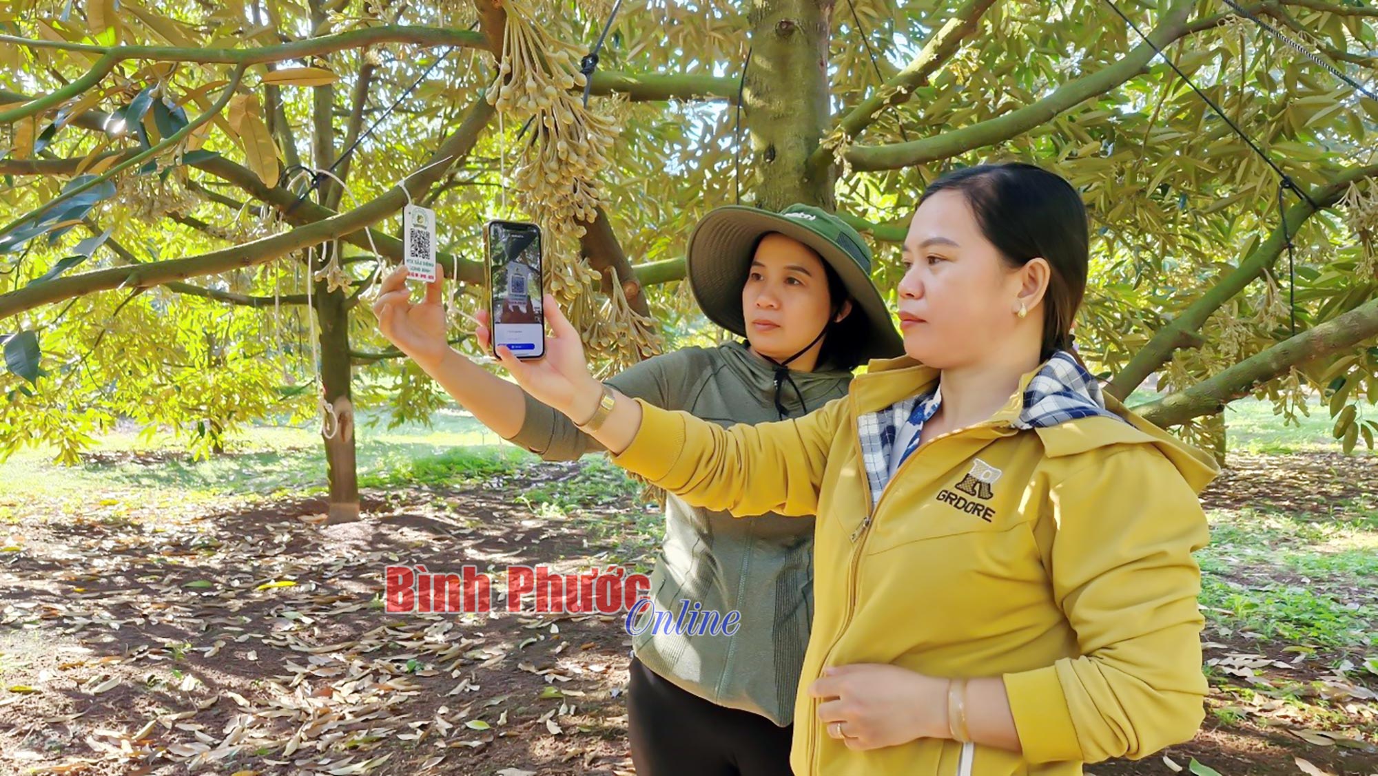 Một HTX trồng sầu riêng ở Bình Phước, cây nào cũng gắn mã QR, quét điện thoại là 'lộ' mọi thông số- Ảnh 2.