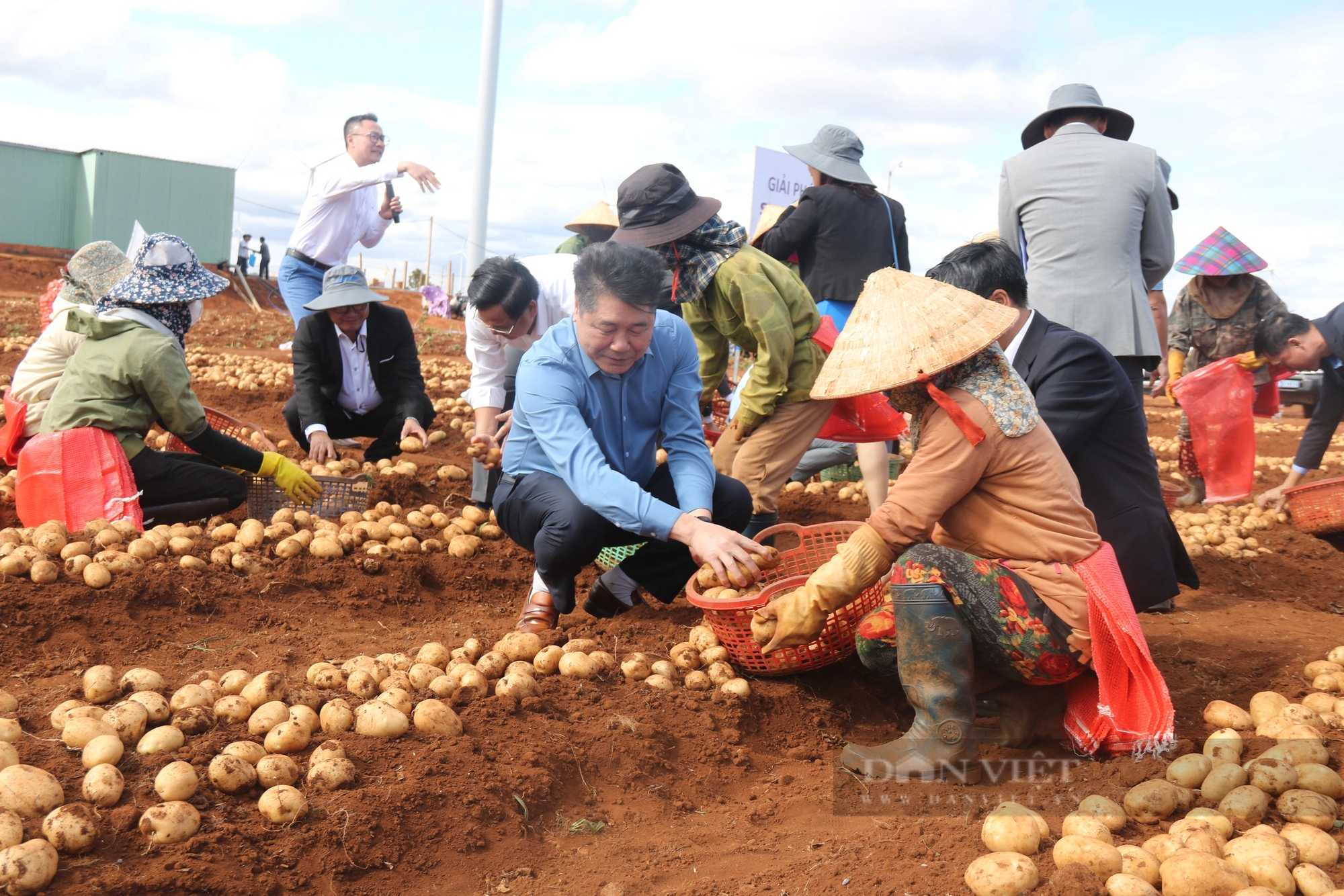 Liên kết trồng khoai tây với hai doanh nghiệp lớn, nông dân Gia Lai chẳng lo đầu ra, lợi nhuận còn tăng gấp ba- Ảnh 5.