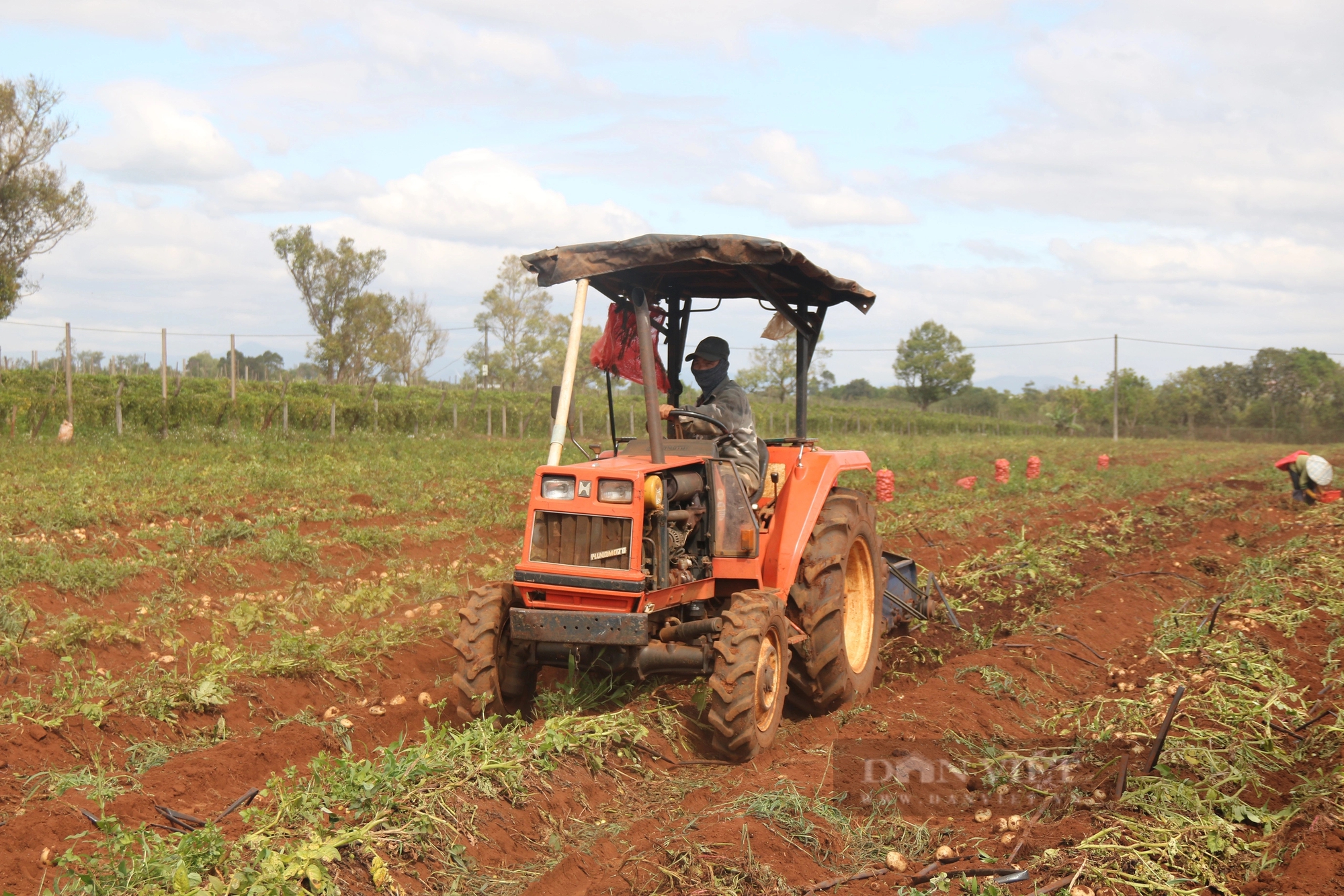 Liên kết trồng khoai tây với hai doanh nghiệp lớn, nông dân Gia Lai chẳng lo đầu ra, lợi nhuận còn tăng gấp ba- Ảnh 2.