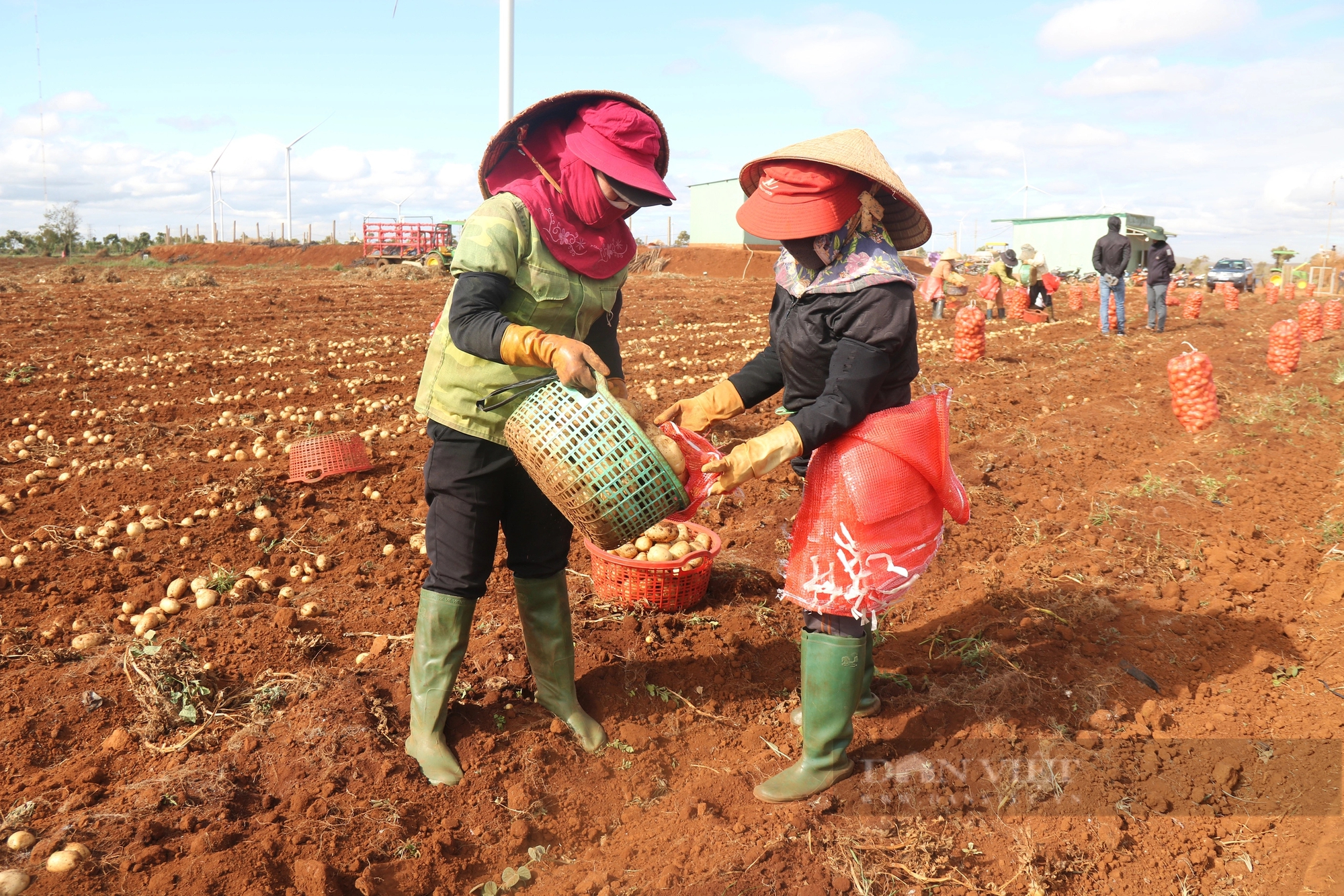 Liên kết trồng khoai tây với hai doanh nghiệp lớn, nông dân Gia Lai chẳng lo đầu ra, lợi nhuận còn tăng gấp ba- Ảnh 3.