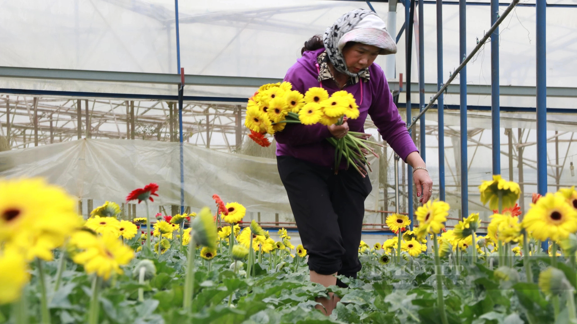 Lâm Đồng: Quyết định 182 của Thủ tướng Chính phủ sẽ giúp các cấp Hội chủ động hỗ trợ nông dân- Ảnh 2.