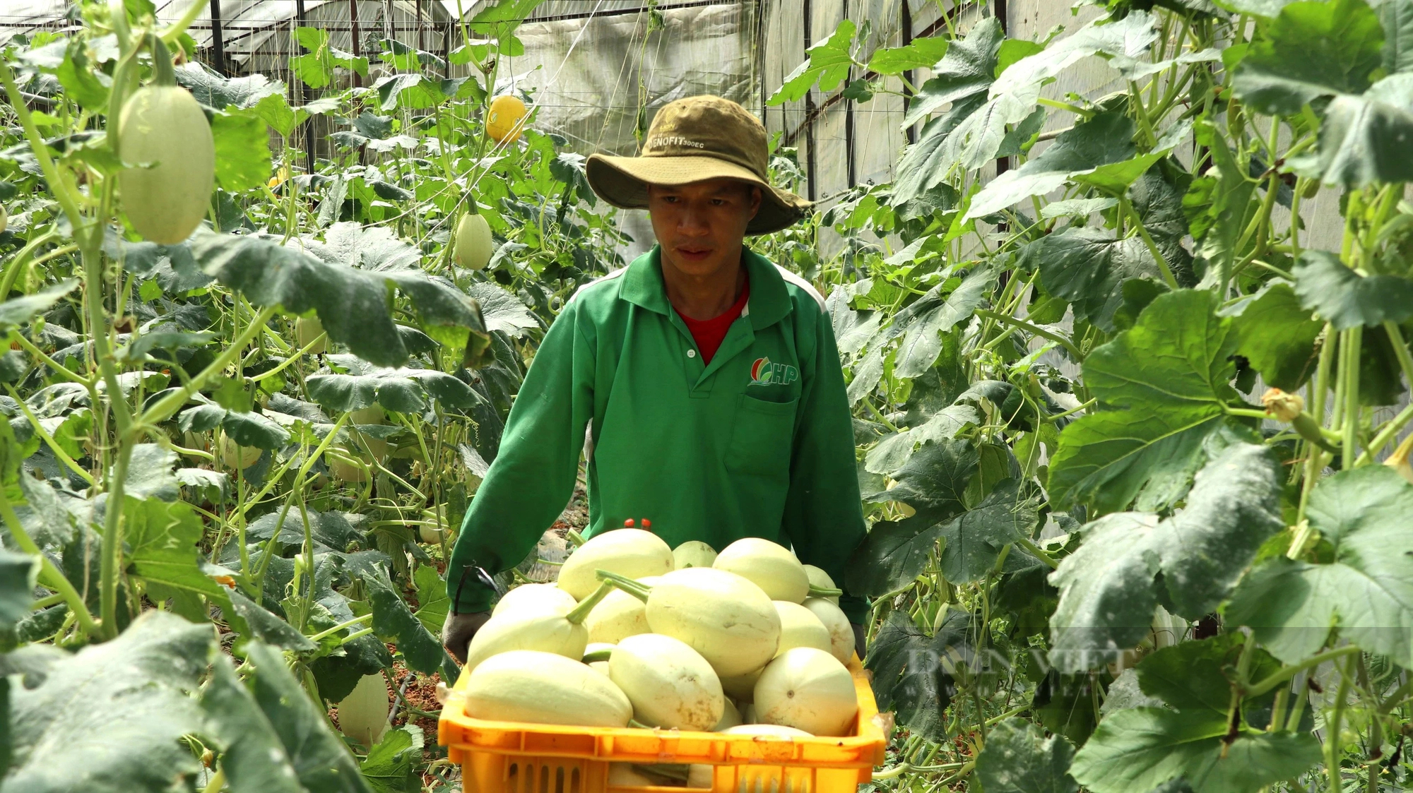 Lâm Đồng: Quyết định 182 của Thủ tướng Chính phủ sẽ giúp các cấp Hội chủ động hỗ trợ nông dân- Ảnh 4.