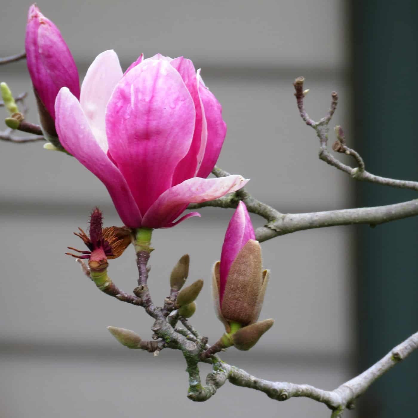 Cây cảnh đẹp như thơ trong mùa xuân, hoa nở bồng bềnh như mây, tỏa hương thơm ngát- Ảnh 11.