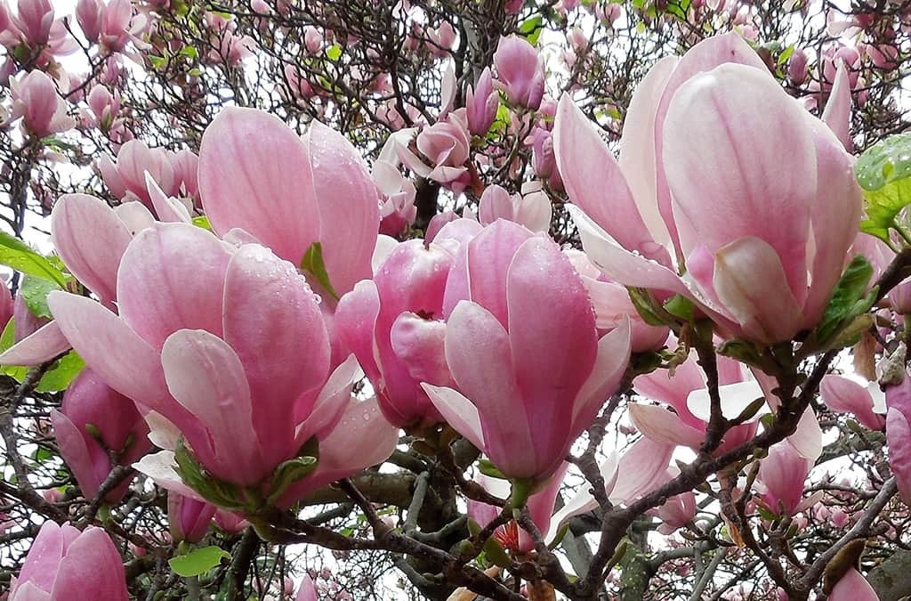 Cây cảnh đẹp như thơ trong mùa xuân, hoa nở bồng bềnh như mây, tỏa hương thơm ngát- Ảnh 5.