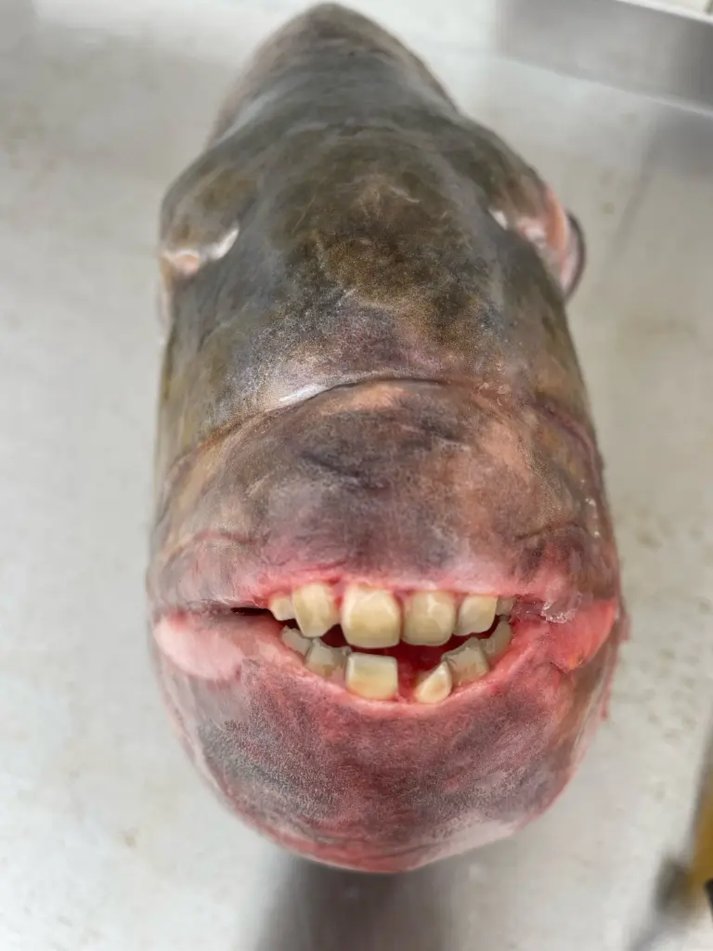 Choáng: Một ngư dân vô tình bắt được "thủy quái" nặng 7,5kg có hàm răng giống y như người- Ảnh 2.