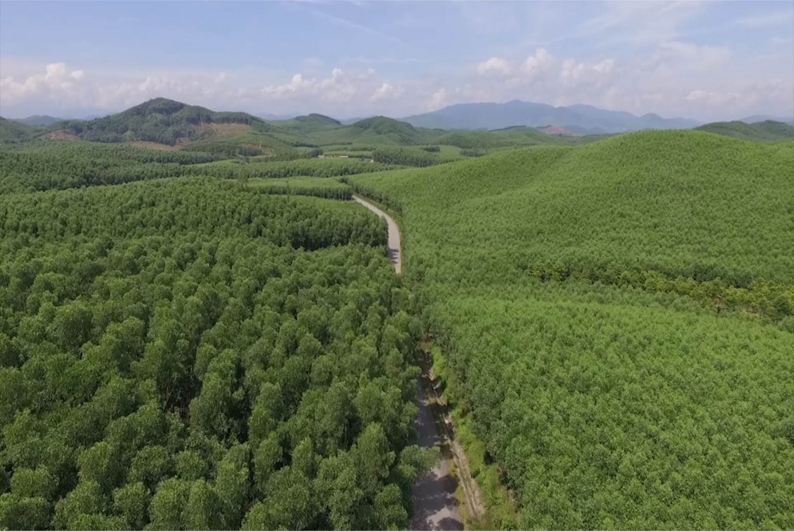 Việt Nam lọt top 15 quốc gia có tiềm năng bán tín chỉ carbon rừng, có thể bán 40 triệu tín chỉ, thu 5.000 tỷ- Ảnh 2.
