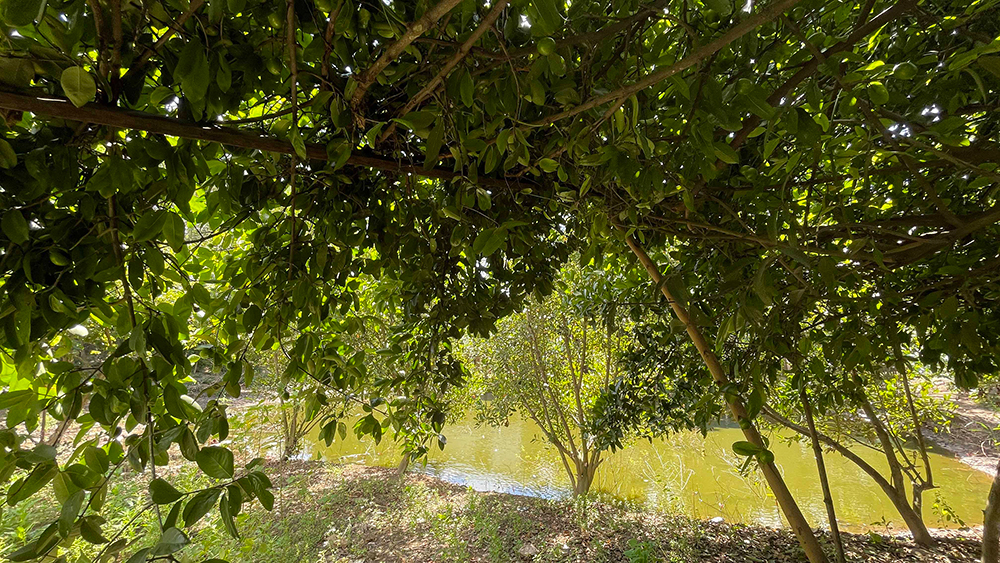 Đây là loại quả rừng "ngon", trái nhìn lạ lắm, ở An Giang đem nấu canh cá linh non, 10 người khen cả 10- Ảnh 2.
