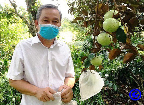 Loại trái cây đặc sản, quả ngon này ở một huyện của Tiền Giang hễ ai nhìn thấy là muốn cắn một miếng- Ảnh 1.