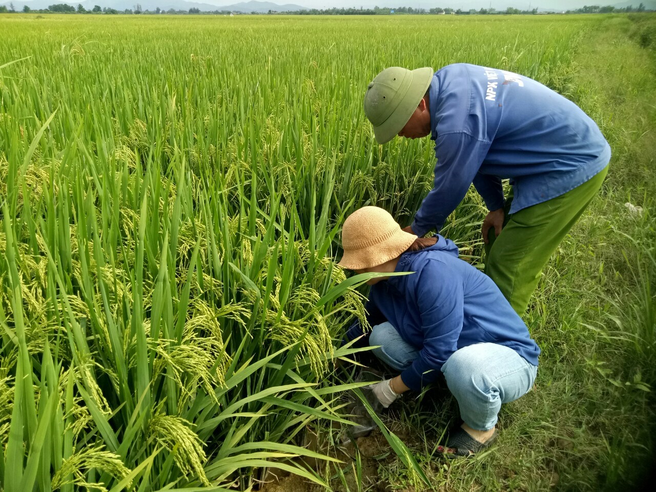 Trồng lúa theo hướng hữu cơ làm ra thứ gạo ngon lành, nông dân làm nhàn, tiền lời nhiều hơn hẳn- Ảnh 3.