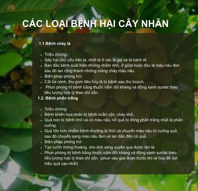 SỔ TAY NHÀ NÔNG: Một số loại sâu bệnh hại cây nhãn và cách phòng trị- Ảnh 1.