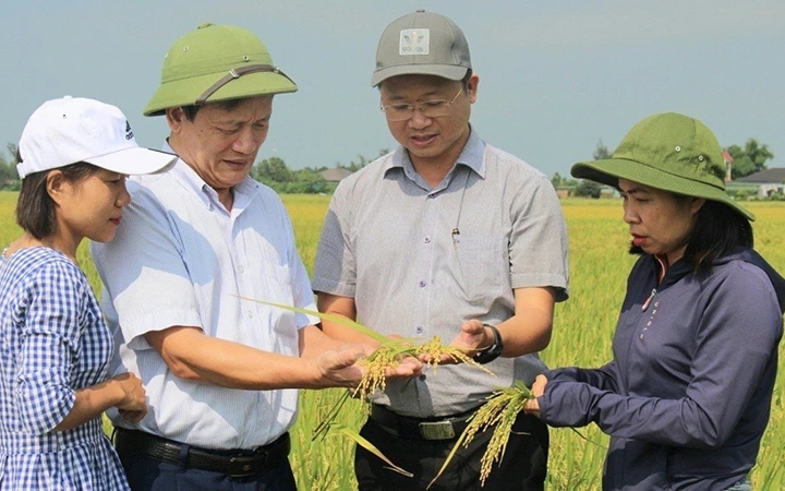 Trồng lúa theo hướng hữu cơ làm ra thứ gạo ngon lành, nông dân làm nhàn, tiền lời nhiều hơn hẳn