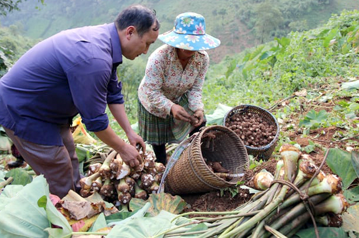 Một xã ở Yên Bái từng trồng cây thuốc phiện thay lương thực, giờ "lột xác" khó nhận ra- Ảnh 1.