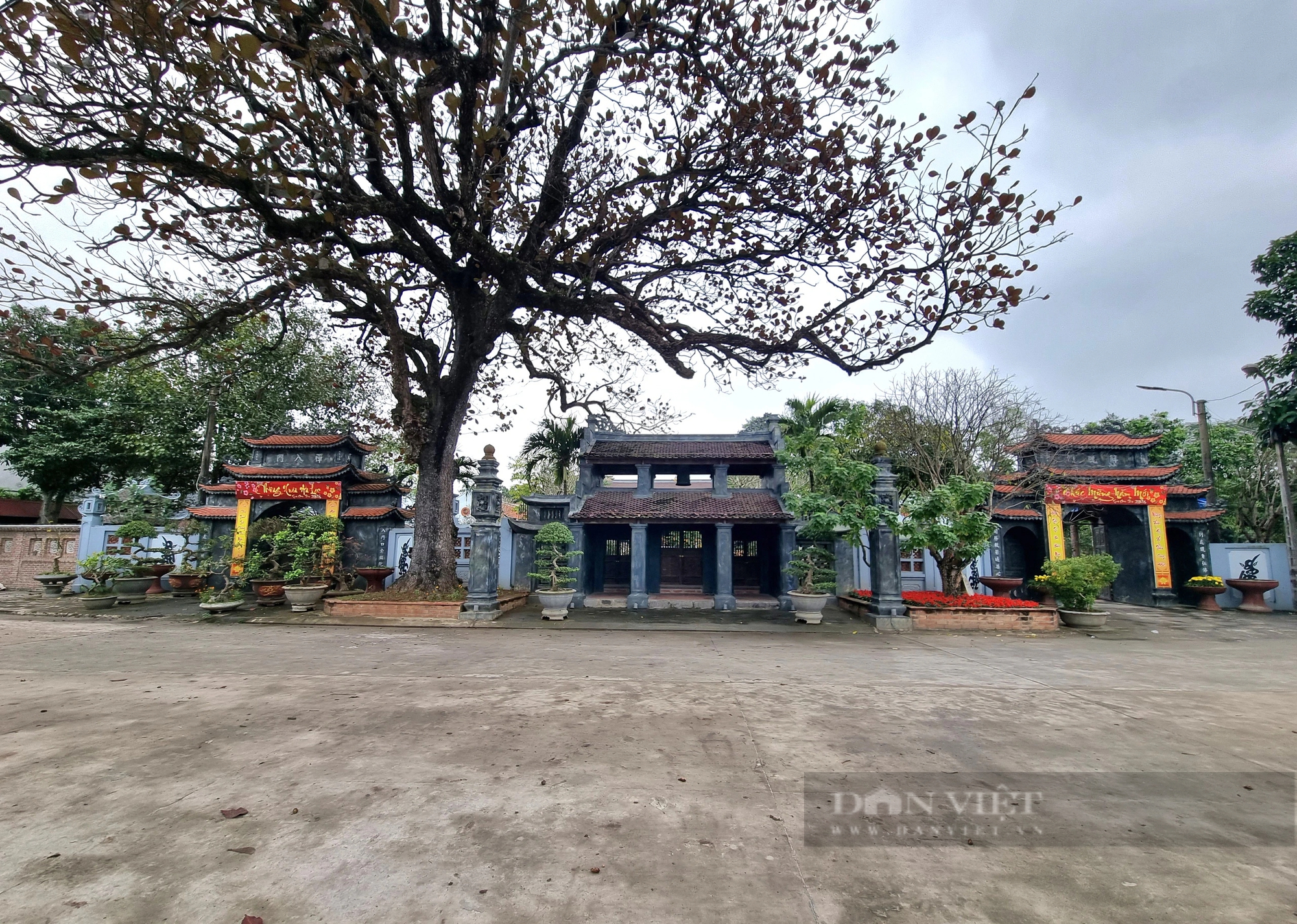 Một chùa cổ ở Ninh Bình có 2 cây cổ thụ, một cây đã sống 500 năm, cây kia "thượng thọ" đã 225 tuổi- Ảnh 1.