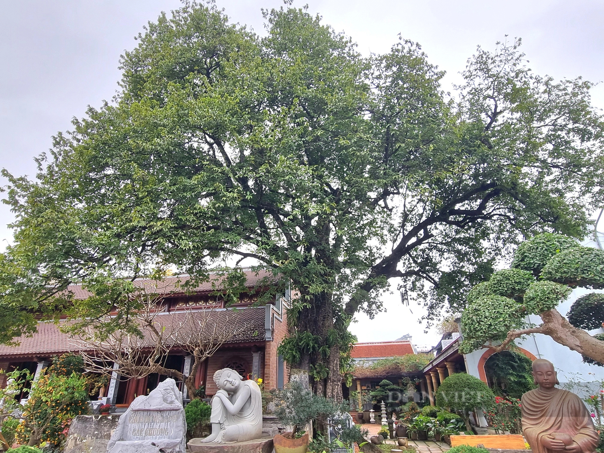 Một chùa cổ ở Ninh Bình có 2 cây cổ thụ, một cây đã sống 500 năm, cây kia "thượng thọ" đã 225 tuổi- Ảnh 2.