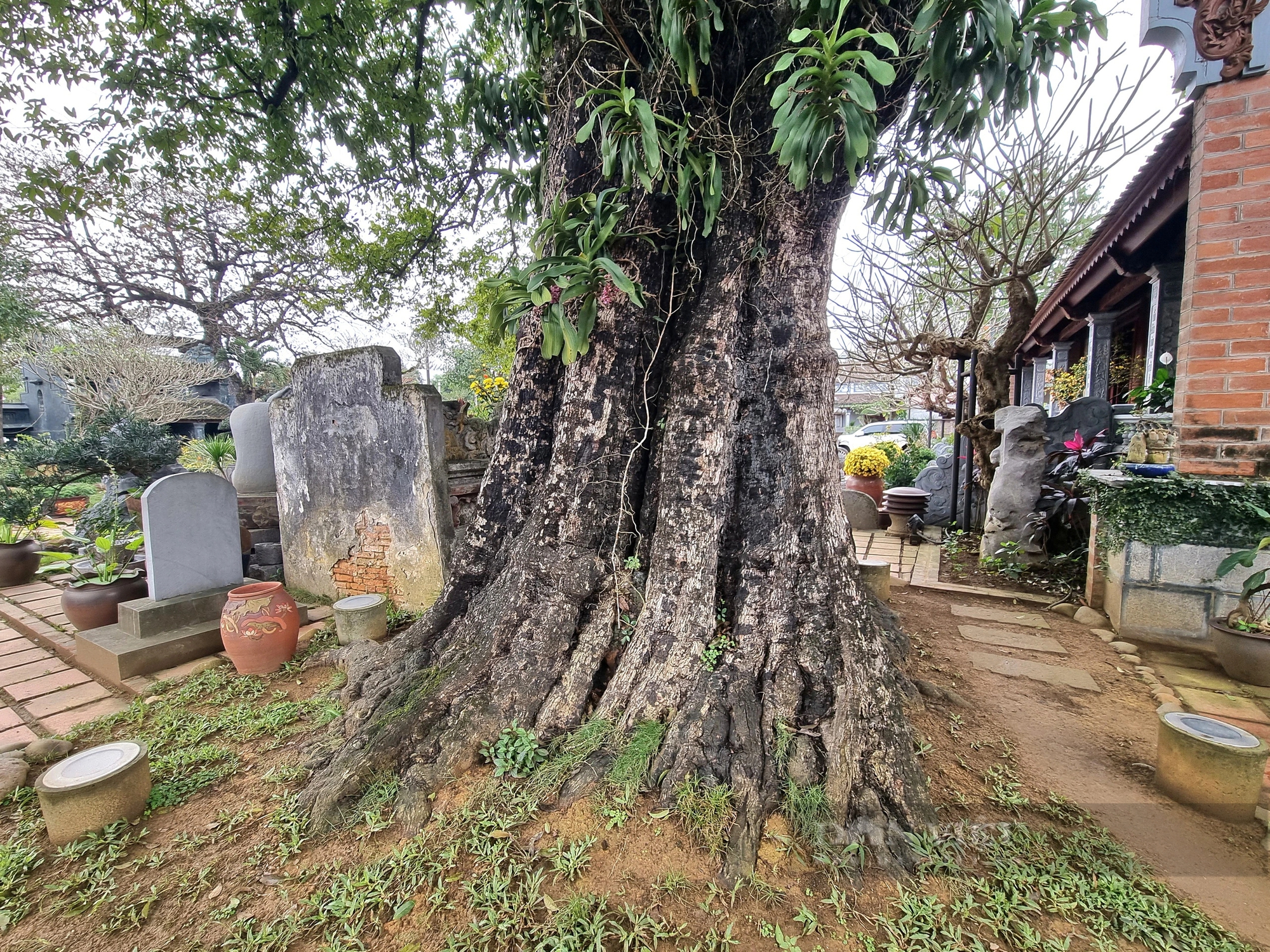 Một chùa cổ ở Ninh Bình có 2 cây cổ thụ, một cây đã sống 500 năm, cây kia "thượng thọ" đã 225 tuổi- Ảnh 3.