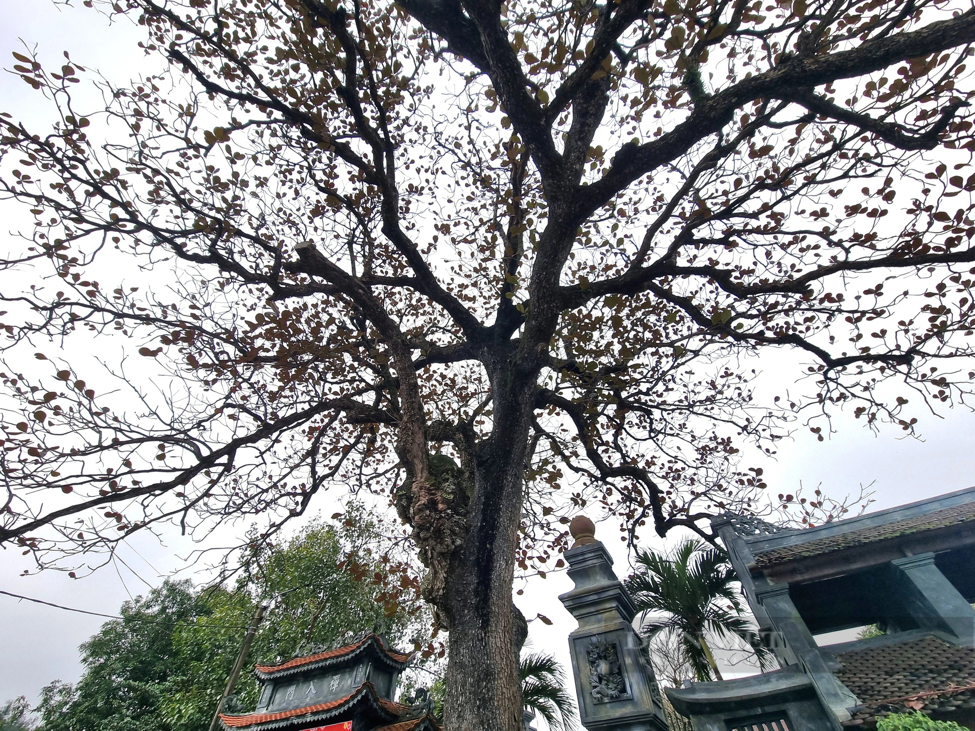 Một chùa cổ ở Ninh Bình có 2 cây cổ thụ, một cây đã sống 500 năm, cây kia "thượng thọ" đã 225 tuổi- Ảnh 4.