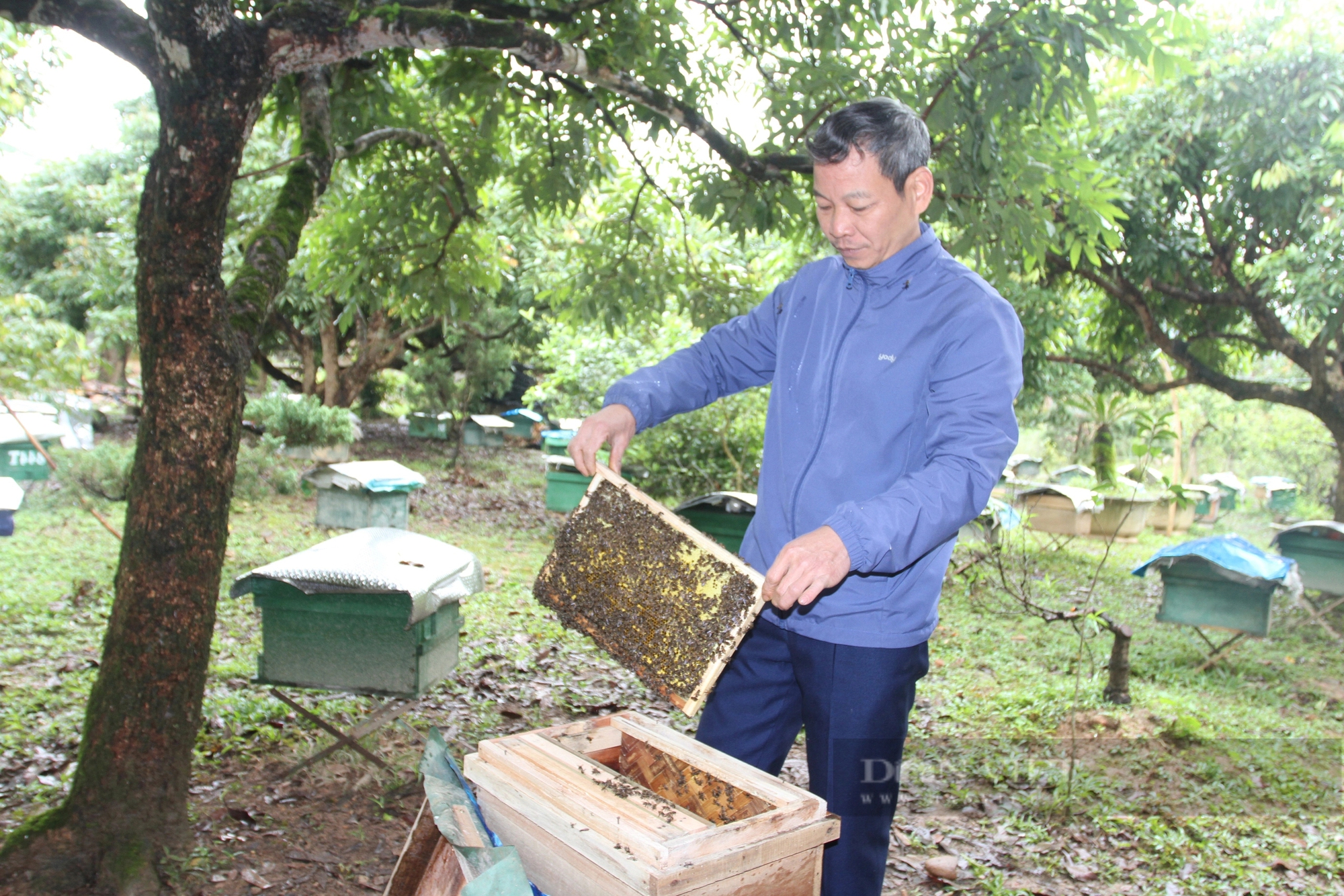 Dưới chân một dãy núi nổi tiếng ở Thái Nguyên, dân đang nuôi thứ côn trùng có ích mà khá giả lên- Ảnh 3.