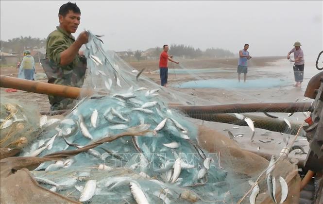 Thứ cá giàu canxi, omega 3, vitamin D, protein, dân một nơi ở Nghệ An kéo lưới lên thấy giãy la liệt- Ảnh 1.