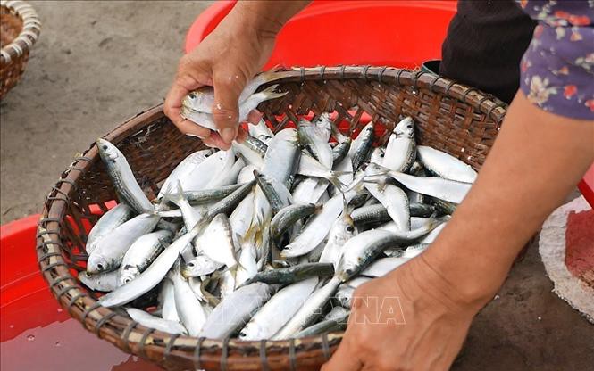Thứ cá giàu canxi, omega 3, vitamin D, protein, dân một nơi ở Nghệ An kéo lưới lên thấy giãy la liệt
