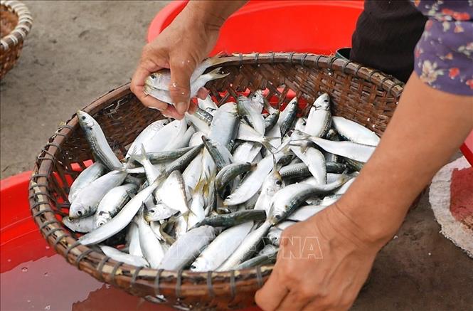 Thứ cá giàu canxi, omega 3, vitamin D, protein, dân một nơi ở Nghệ An kéo lưới lên thấy giãy la liệt- Ảnh 2.