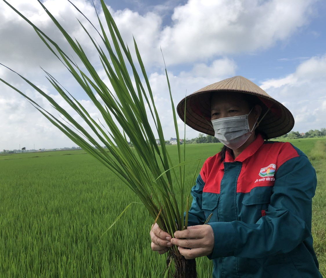 Trồng lúa theo hướng hữu cơ làm ra thứ gạo ngon lành, nông dân làm nhàn, tiền lời nhiều hơn hẳn- Ảnh 2.