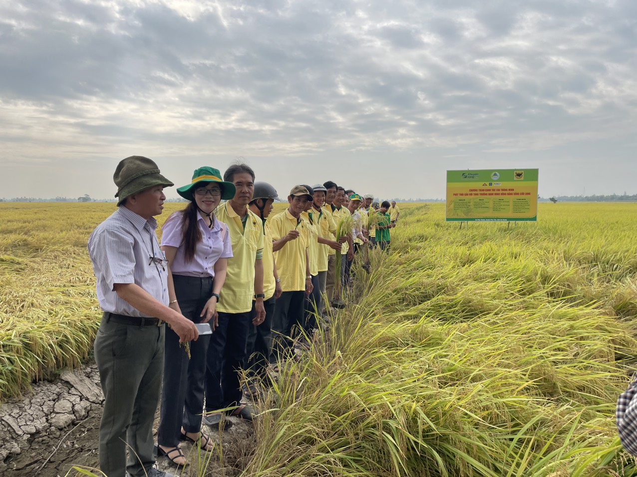 Trên cánh đồng ở An Giang, một bên lúa tốt bời bời, một bên ngã rạp, nông dân thích thú đến xem- Ảnh 5.