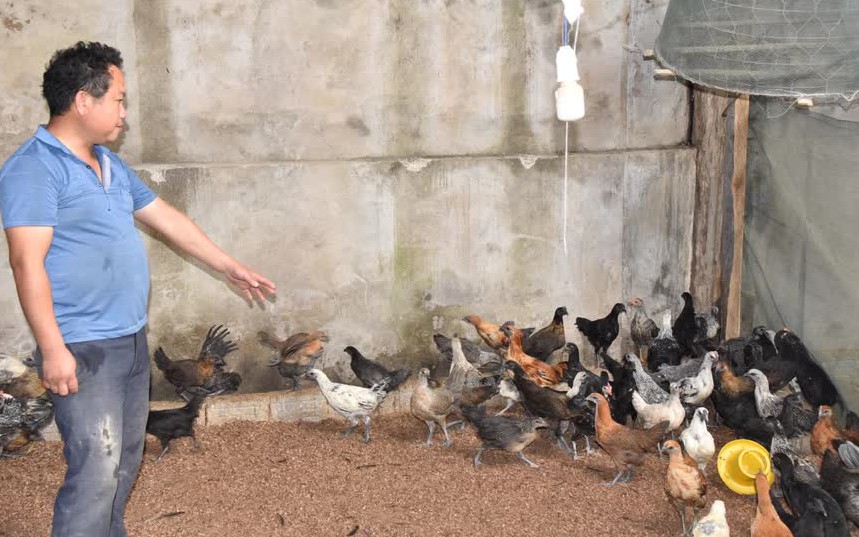 Ở Nghệ An, nông dân nuôi gà đặc sản 3 giai đoạn kiểu gì mà con nào cũng khỏe dù trời rét thấu xương?