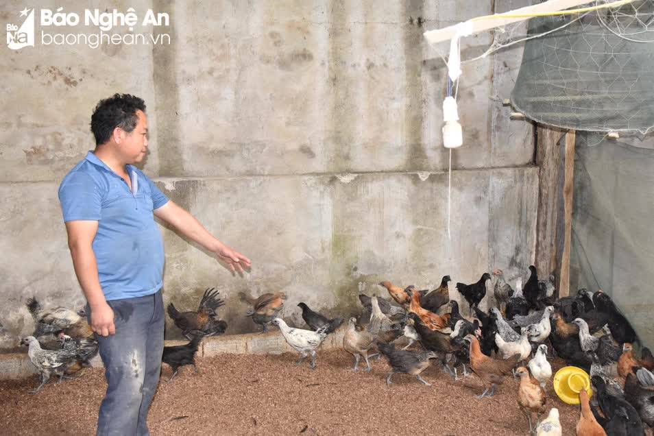 Ở Nghệ An, nông dân nuôi gà đặc sản 3 giai đoạn kiểu gì mà con nào cũng khỏe dù trời rét thấu xương?- Ảnh 1.