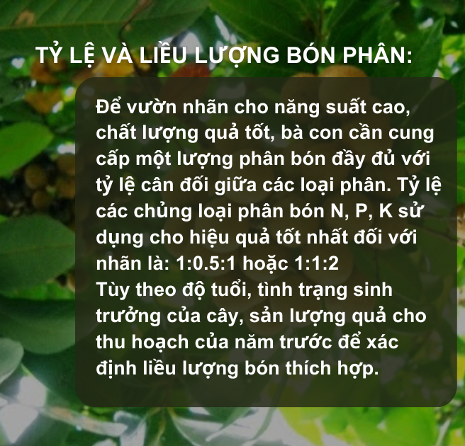 Sổ tay Nhà nông: Kỹ thuật bón phân cho cây nhãn đạt hiệu quả kinh tế cao- Ảnh 1.