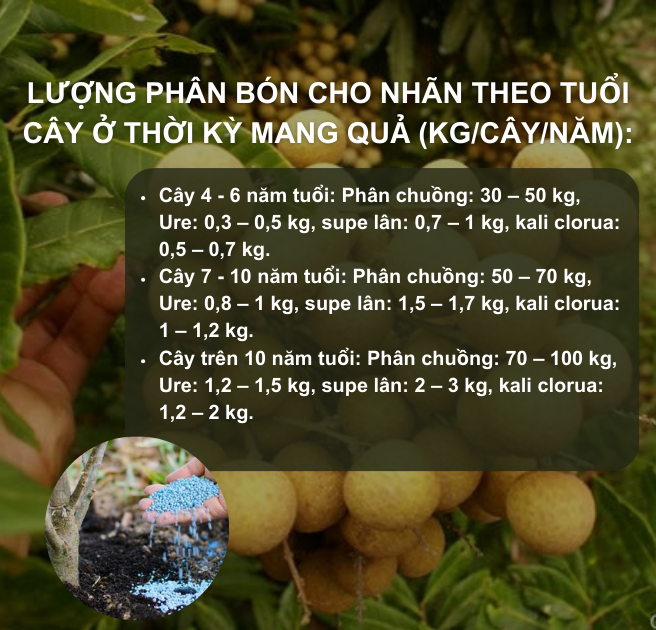 Sổ tay Nhà nông: Kỹ thuật bón phân cho cây nhãn đạt hiệu quả kinh tế cao- Ảnh 2.