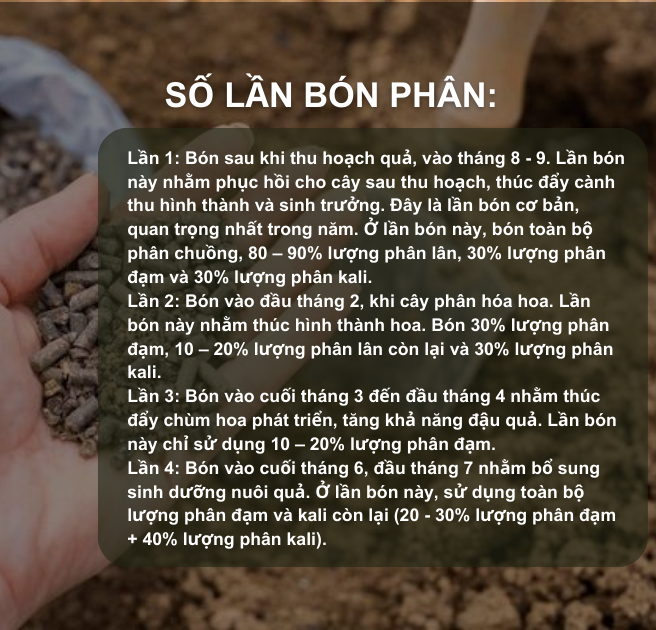 Sổ tay Nhà nông: Kỹ thuật bón phân cho cây nhãn đạt hiệu quả kinh tế cao- Ảnh 3.