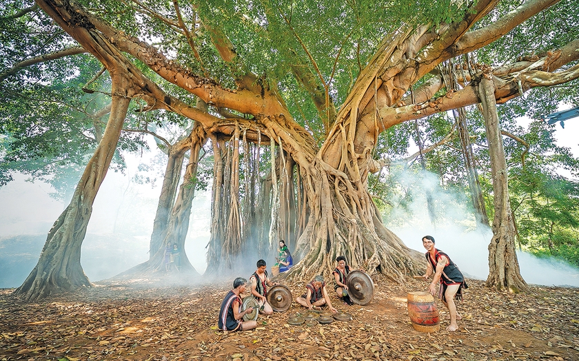 Loại cây cổ thụ ở Gia Lai có từ khi lập làng, đến mùa vẫn "đẻ sòn sòn", hạt ăn ngon đáo để- Ảnh 1.