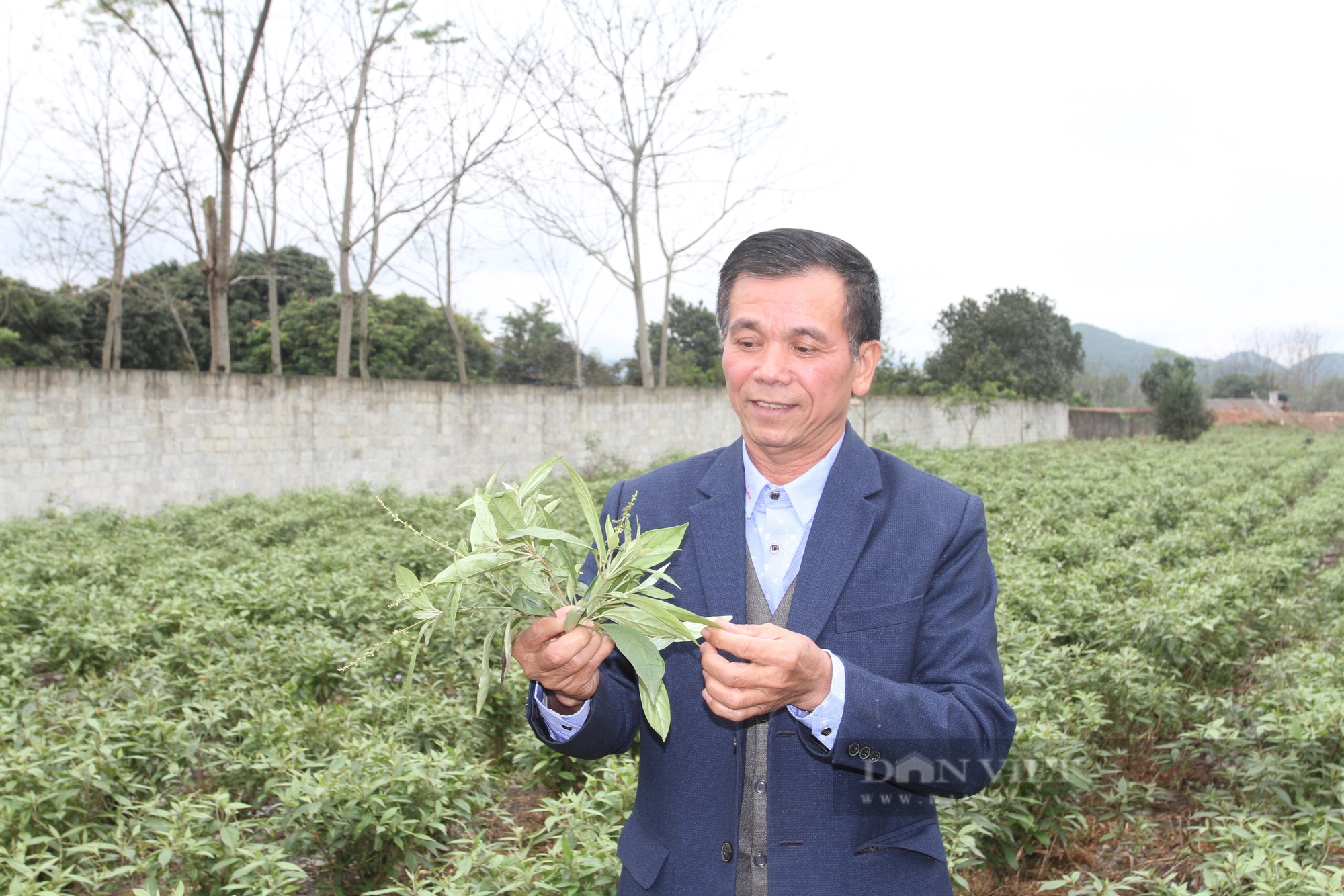 Chủ tịch Hội Nông dân một xã ở Thái Nguyên trồng bạt ngàn khổ sâm-cây dược liệu, vườn đẹp, thêm tiền- Ảnh 6.