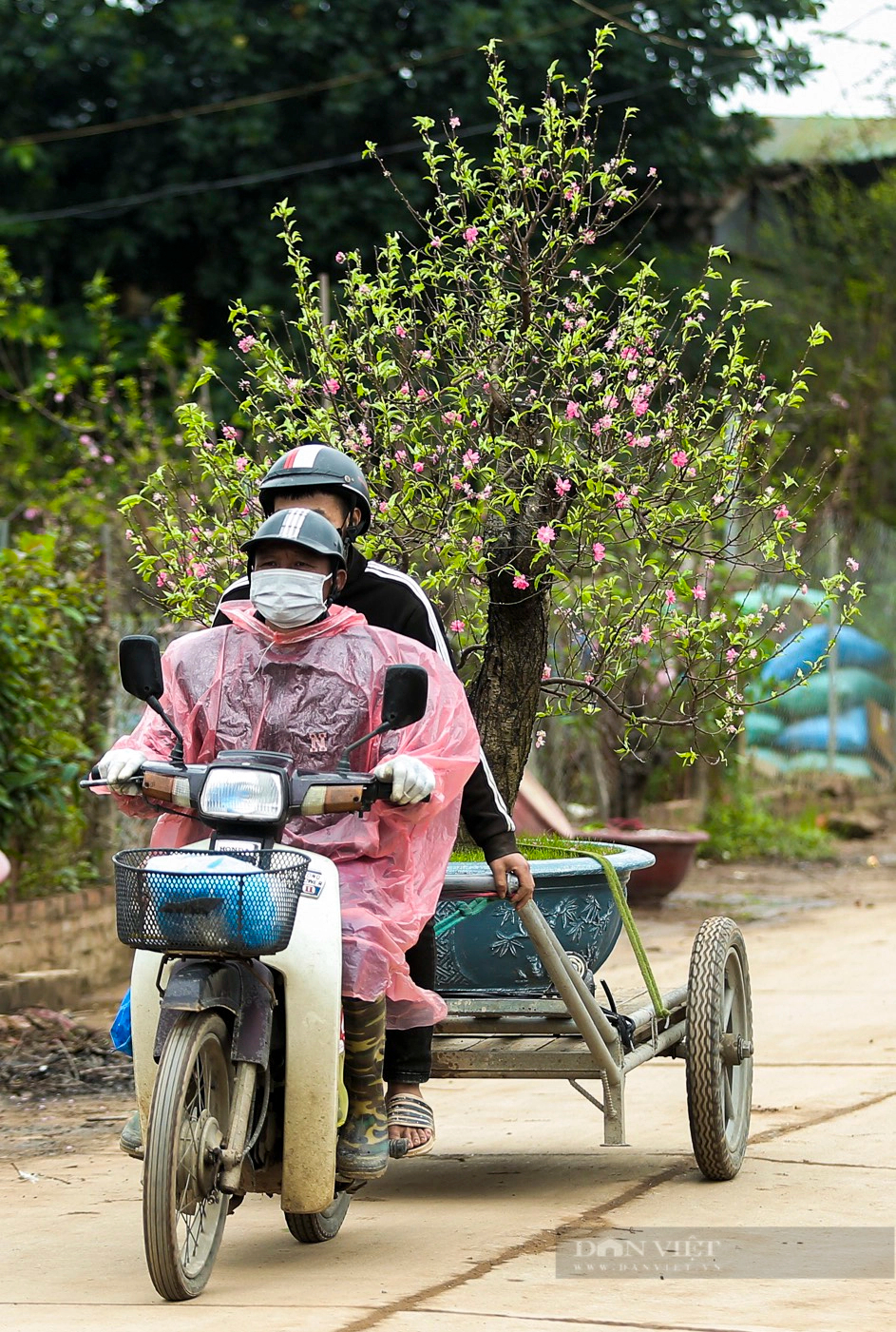 Đào Nhật Tân hối hả theo xe về vườn để "hồi sinh" sau Tết- Ảnh 2.