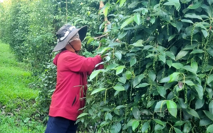 Nông dân chăm sóc vườn tiêu hữu cơ ở Bình Phước. Ảnh: Vân Hải