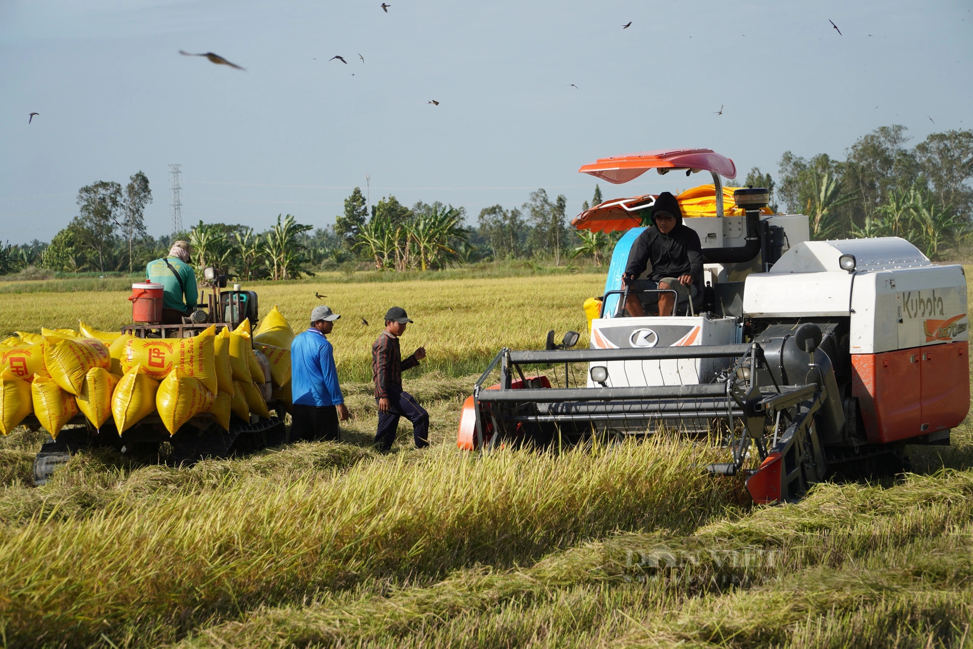 Giá lúa lập tức quay đầu tăng sau thông tin Indonesia cần nhập khẩu thêm 1,6 triệu tấn gạo trong năm 2024- Ảnh 1.