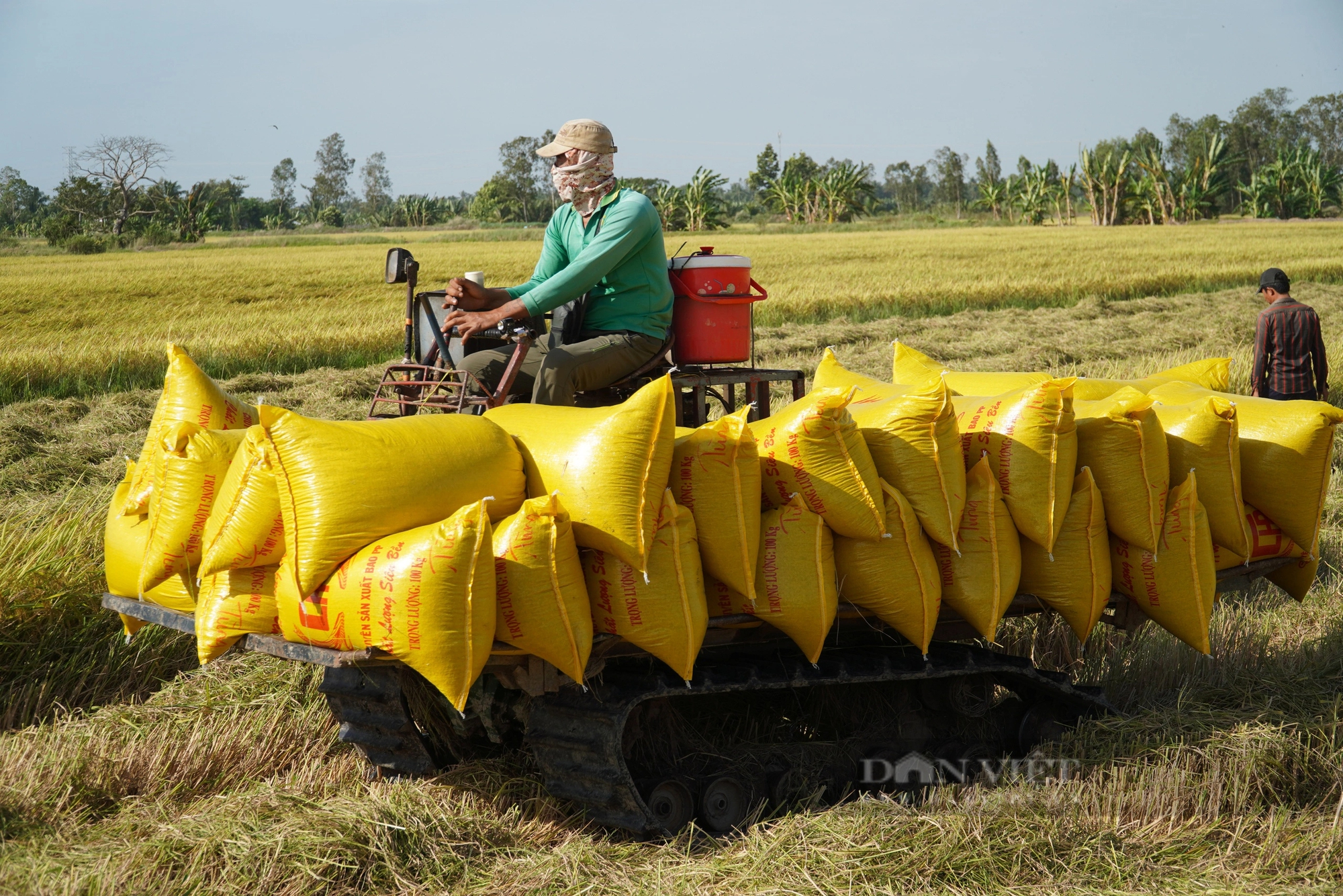 Giá lúa lập tức quay đầu tăng sau thông tin Indonesia cần nhập khẩu thêm 1,6 triệu tấn gạo trong năm 2024- Ảnh 2.