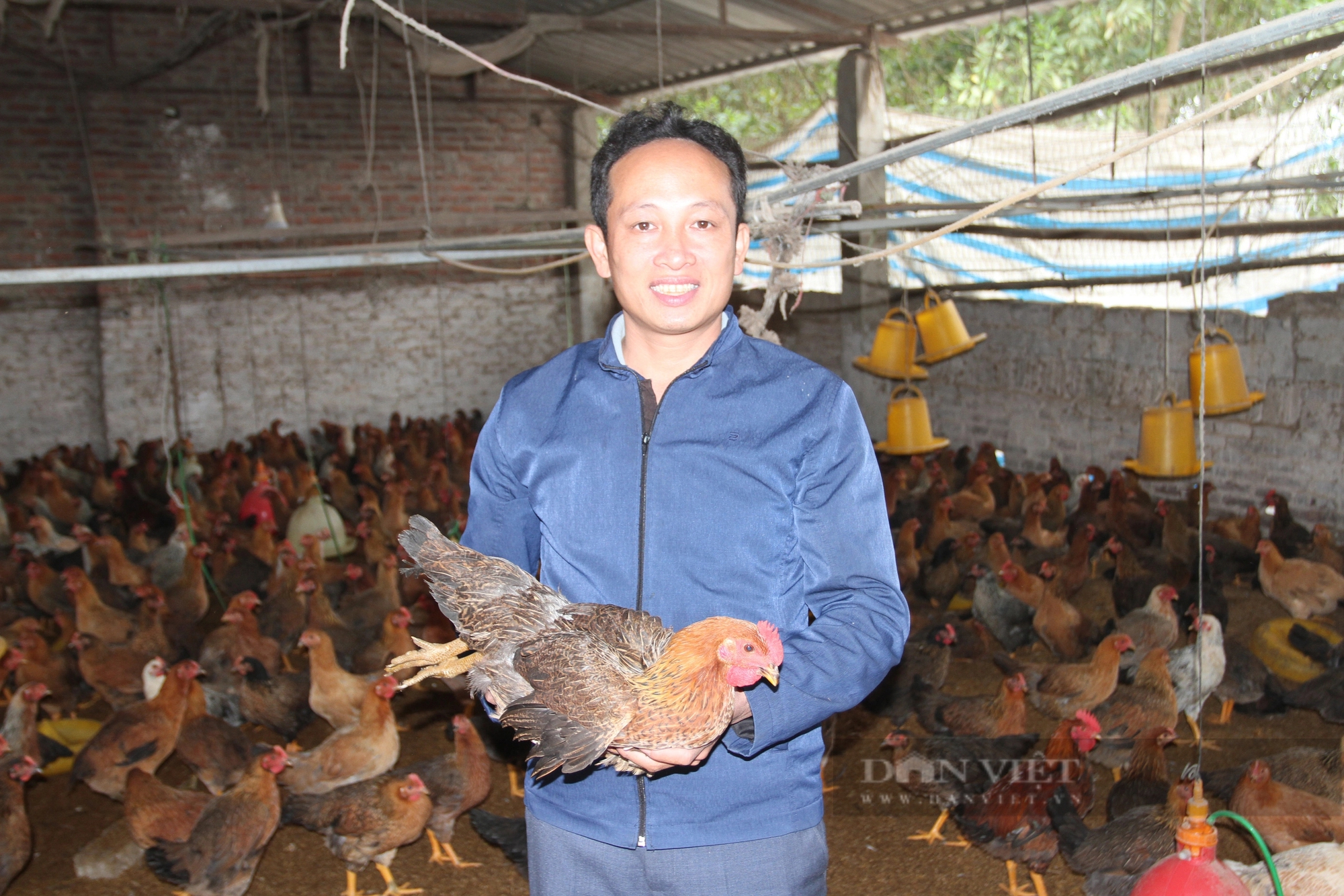 Gà rớt giá, người chăn nuôi thua lỗ, một tổ hợp tác ở Thái Nguyên mong được hỗ trợ vốn- Ảnh 1.