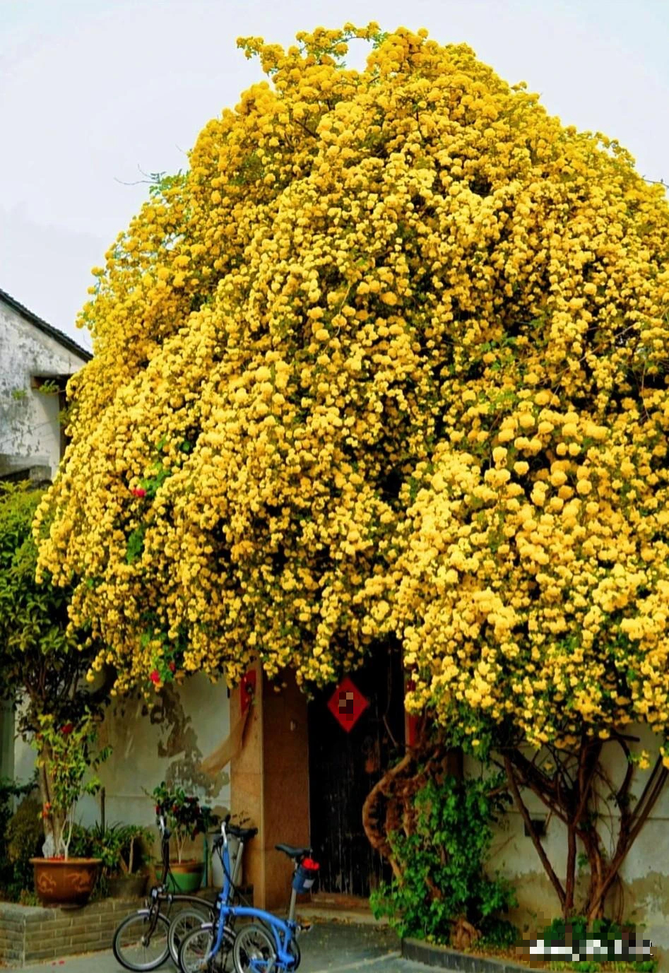 Muốn gia đình vượng khí, trồng ngay cây cảnh tuyệt đẹp này, gia chủ thêm may mắn, tài lộc- Ảnh 9.