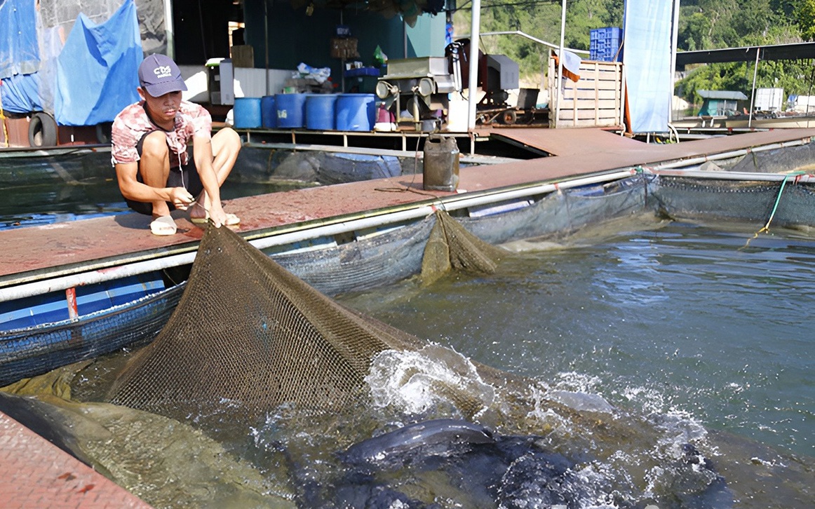 Một hồ nước ngọt nhân tạo rộng hơn 8.000ha ở Tuyên Quang, dân bắt lên 2.000 tấn cá ngon/năm