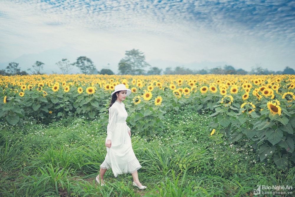 Du xuân, check-in đồng cỏ rộng hàng ngàn ha xanh mướt “đẹp như mơ” ở Nghĩa Đàn, Nghệ An- Ảnh 11.