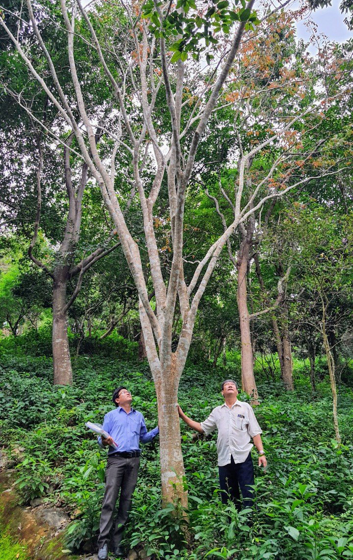 Tổng hợp 40+ hình nền cây xanh tươi mát, đầy sức sống và rõ nét -  Fptshop.com.vn