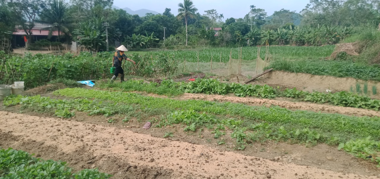 Khát khao có cây giống để vươn lên thoát nghèo- Ảnh 4.