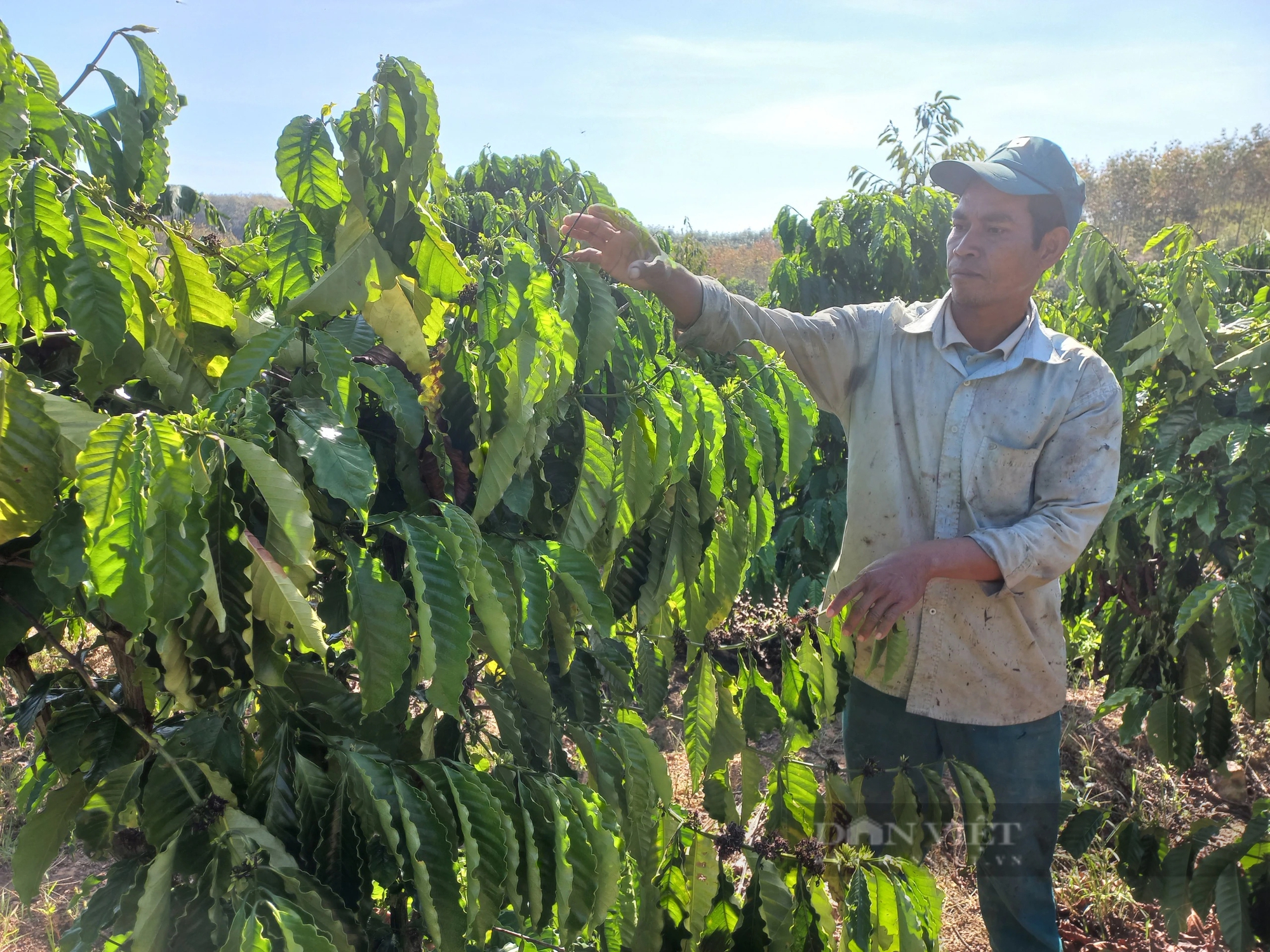 Một anh nông dân người Gia-rai ở Kon Tum làm cách gì để có 10ha đất rẫy, thu nhập tăng hơn hẳn?- Ảnh 2.