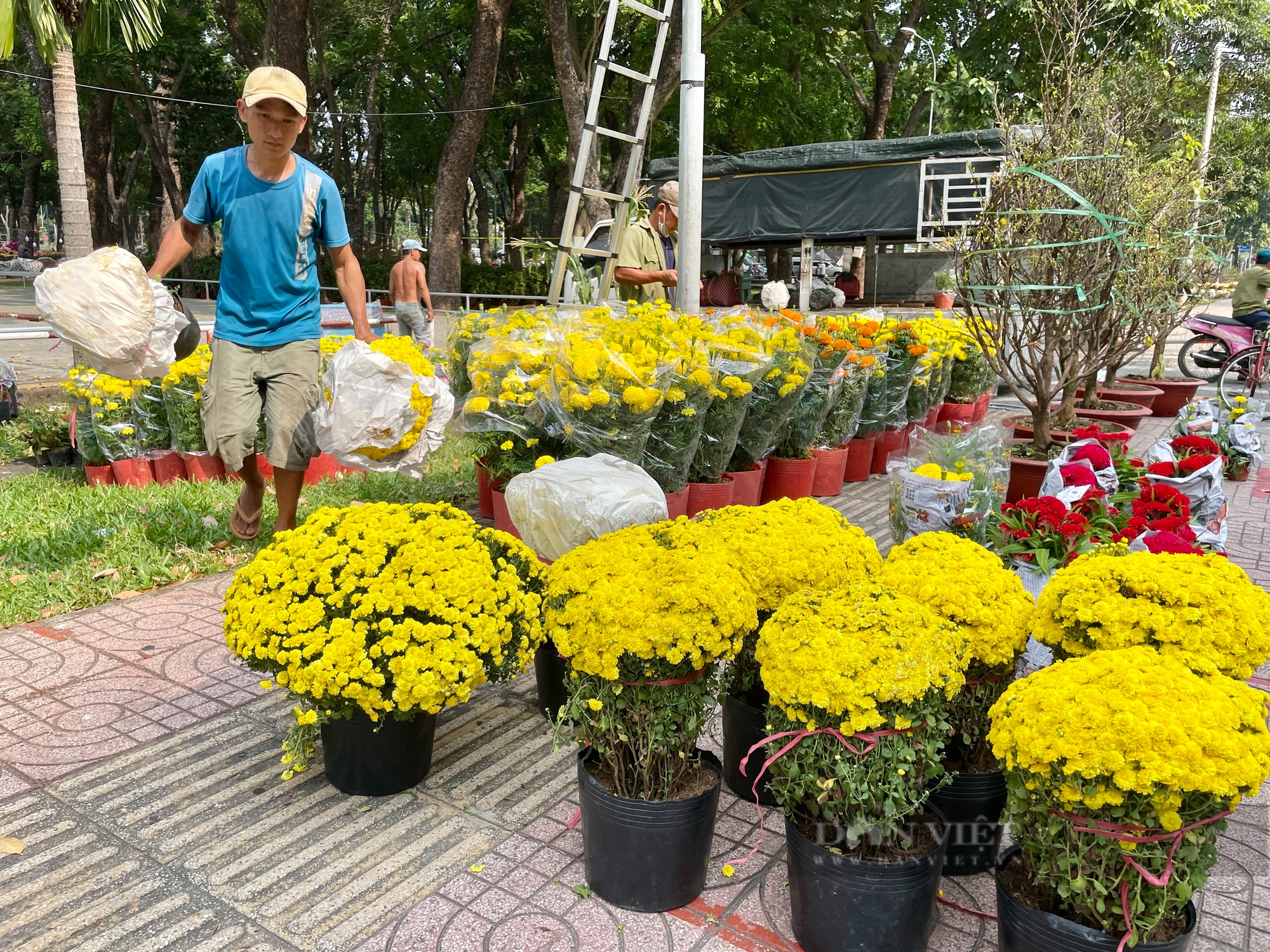 Chợ hoa Tết Sài Gòn đã đồng loạt mở, giá rẻ bất ngờ, sốc nhất là cúc mâm xôi- Ảnh 1.