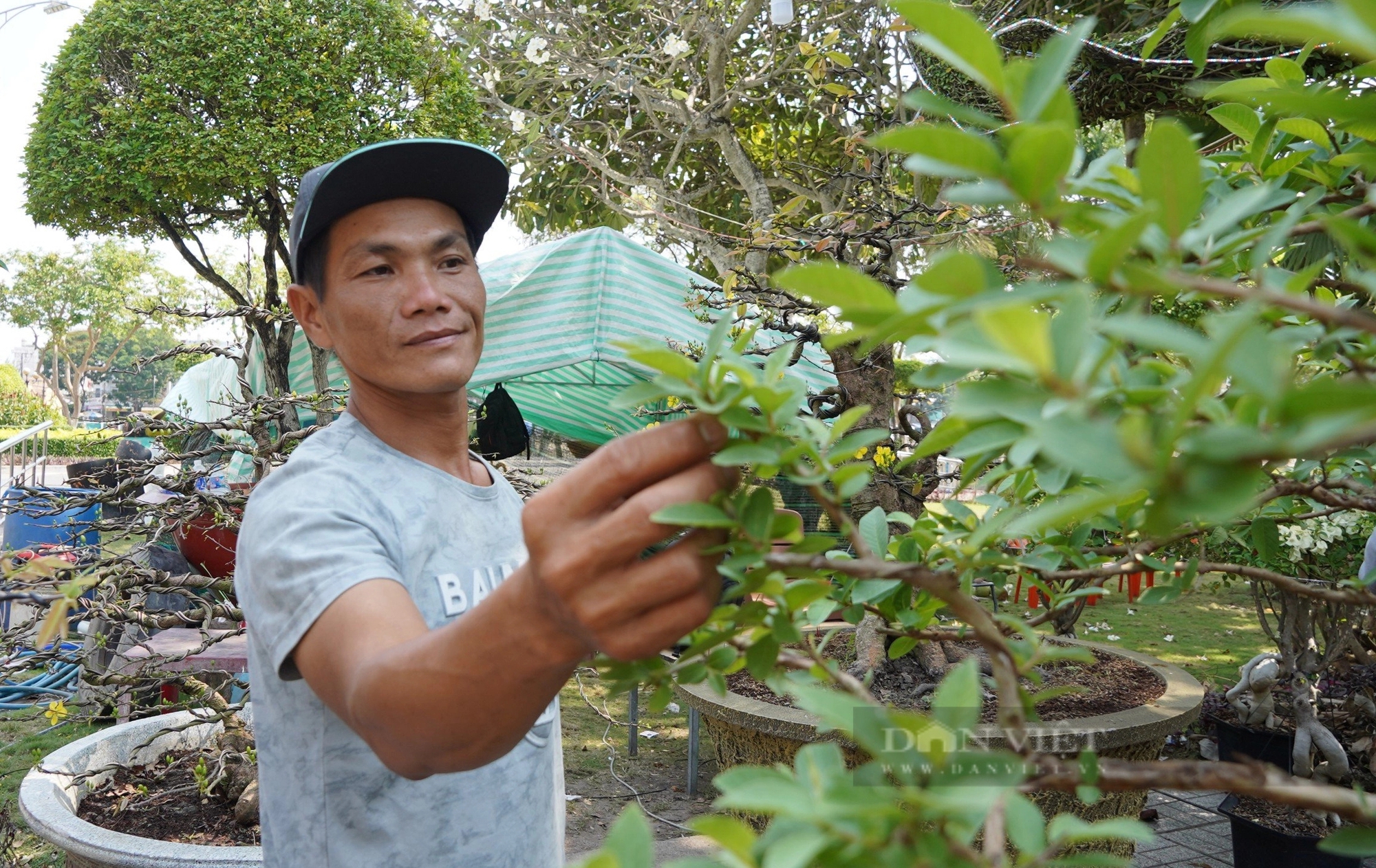 Một cây cổ thụ 200 tuổi vẫn "chửa đẻ", quả ruột đỏ ăn thơm, phát giá 600 triệu tại chợ hoa Tết An Giang- Ảnh 6.