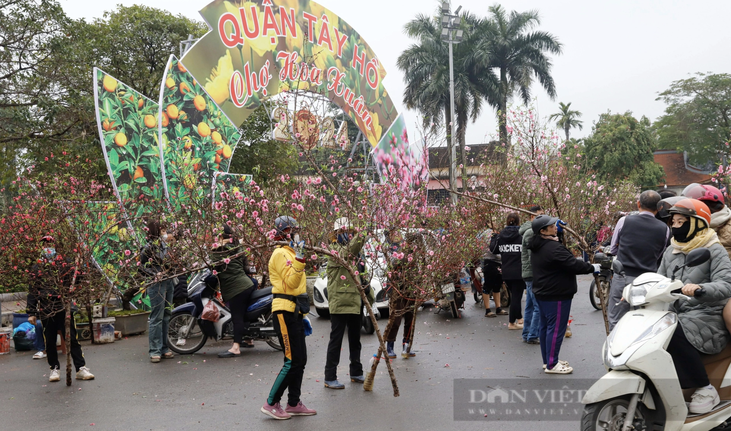 Dân buôn "vỡ mộng" vì giá hoa, nhiều lựa chọn hoa đào rẻ, nhưng khó kiếm khách dù Tết đã cận kề - Ảnh 1.