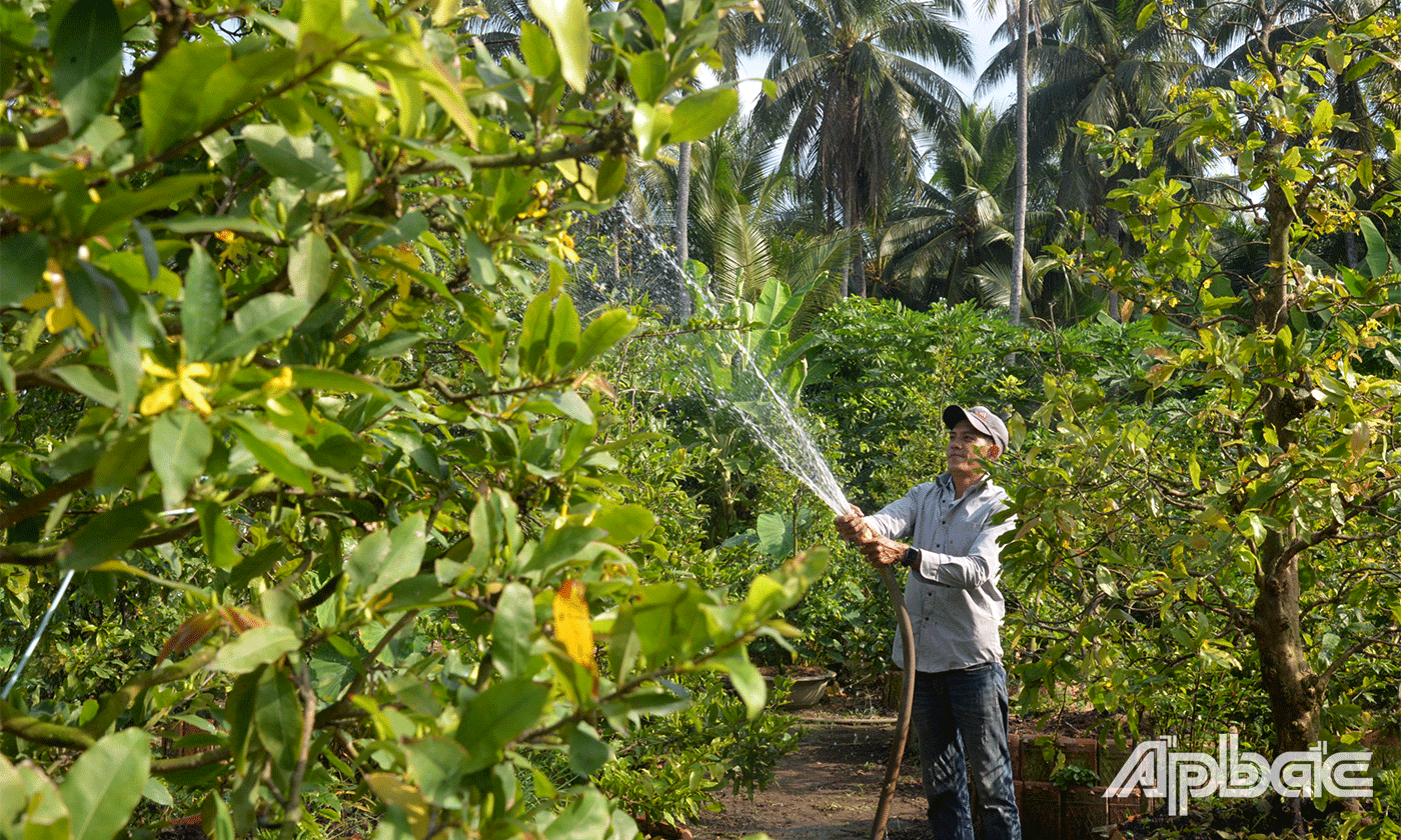 Cả làng ở Tiền Giang trồng mai vàng bán tết, cây rẻ nhất 500.000 đồng, cây đắt nhất giá hàng triệu- Ảnh 3.