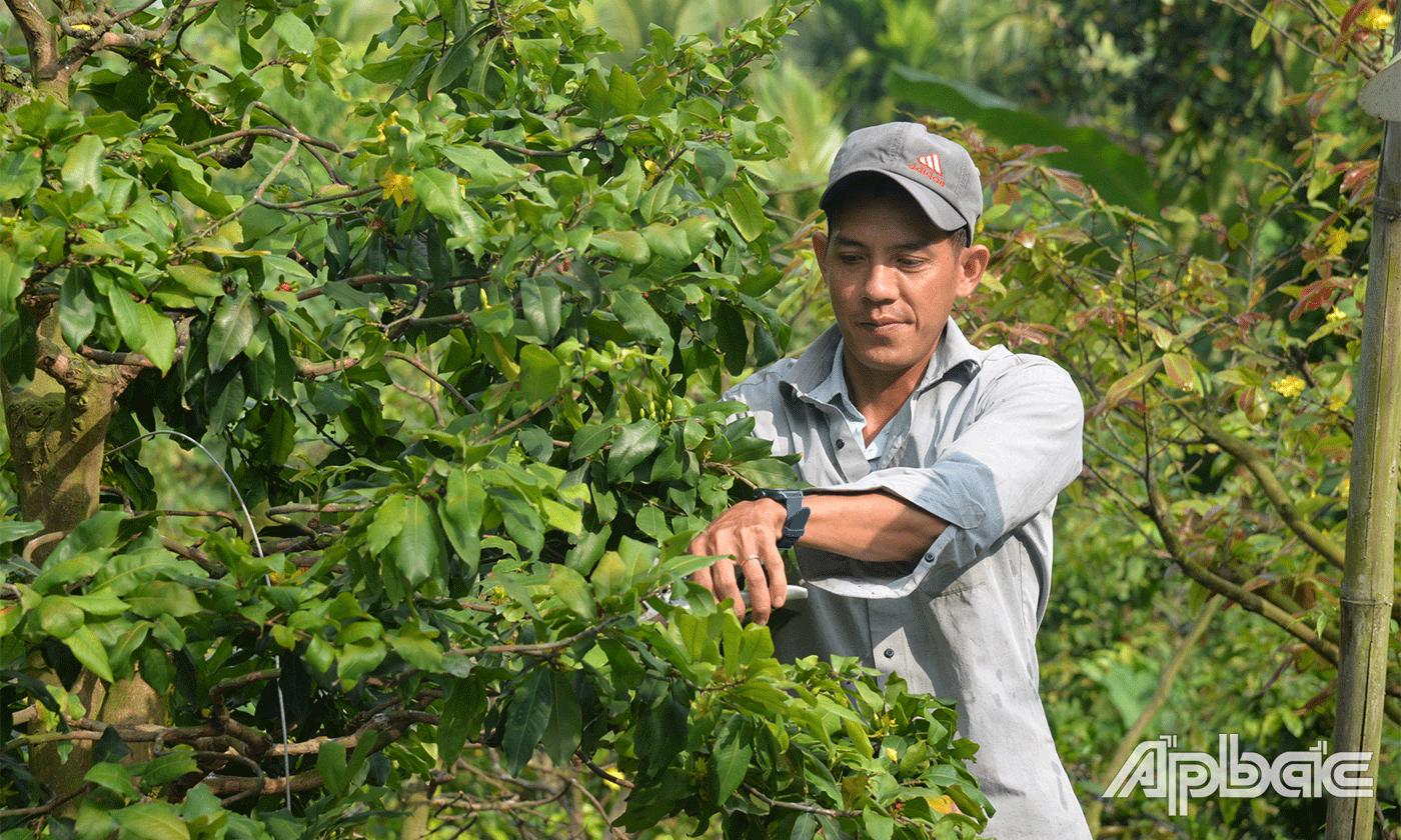 Cả làng ở Tiền Giang trồng mai vàng bán tết, cây rẻ nhất 500.000 đồng, cây đắt nhất giá hàng triệu- Ảnh 7.