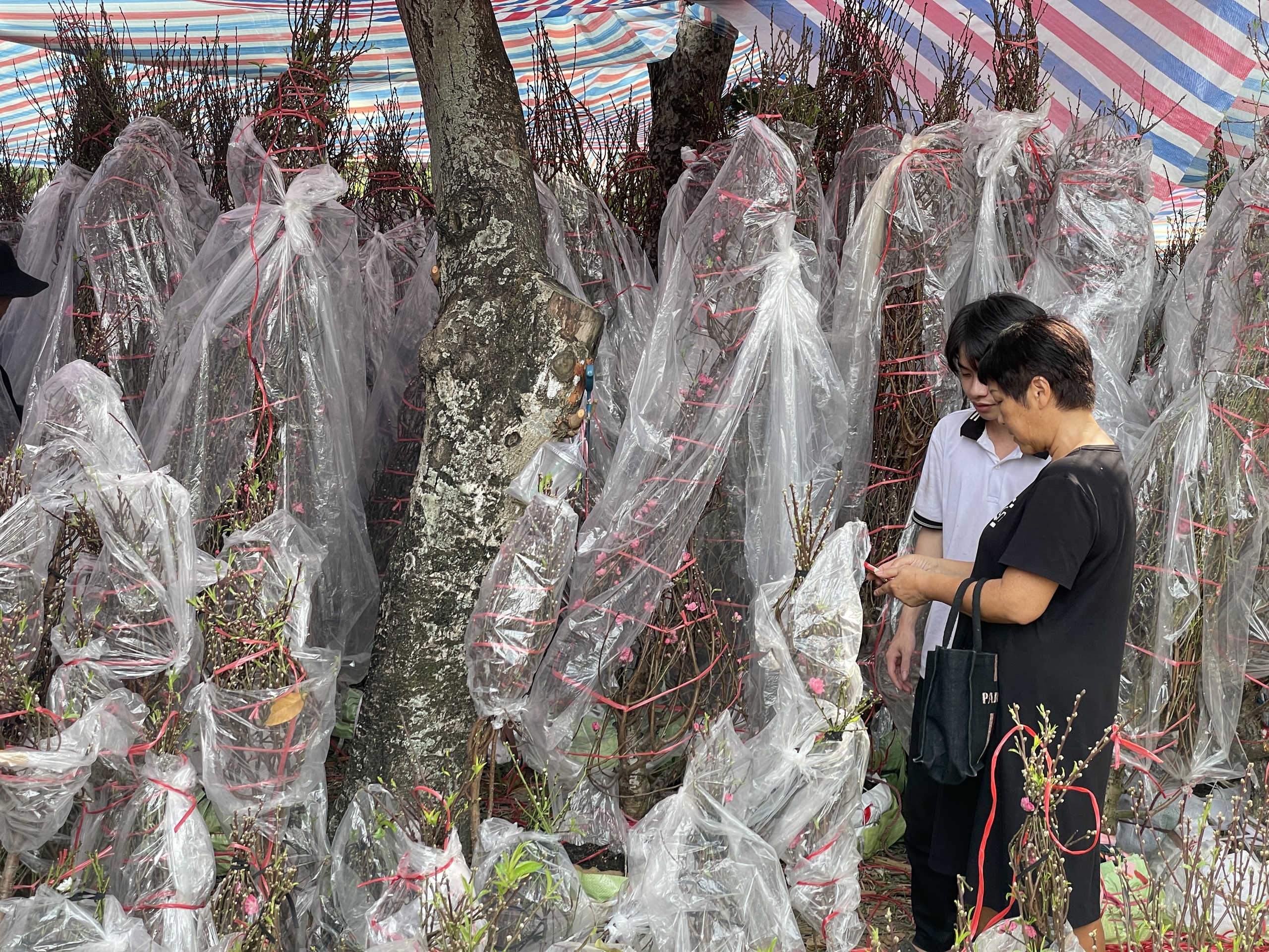 Chợ hoa Tết Sài Gòn đã đồng loạt mở, giá rẻ bất ngờ, sốc nhất là cúc mâm xôi- Ảnh 3.
